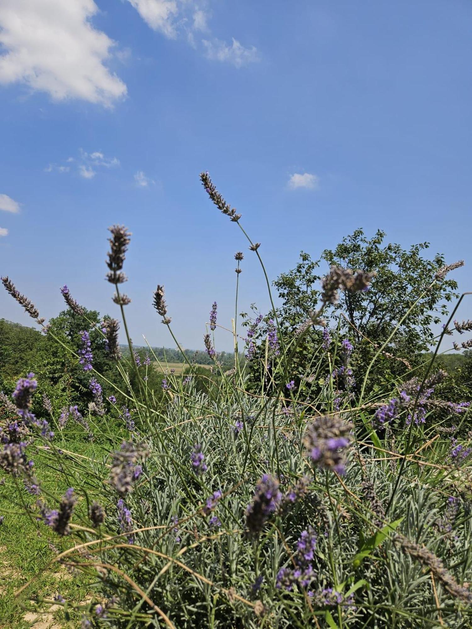 Kuca Za Odmor Kustura Holiday home *